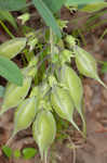 Longbract wild indigo